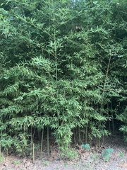 Phyllostachys
