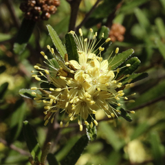 Phebalium graniticola