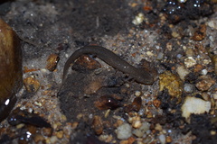 Gyrinophilus porphyriticus