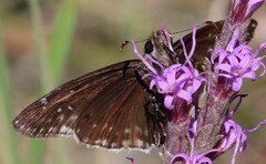 Erynnis funeralis