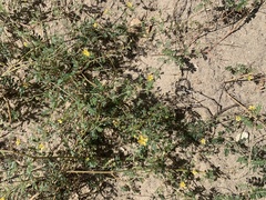 Kallstroemia californica