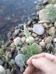 Polypogon monspeliensis