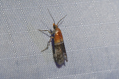 Moodna pallidostrinella