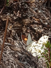 Candalides xanthospilos