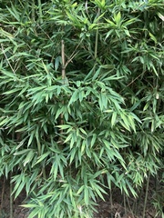 Phyllostachys