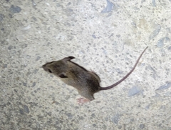 Niviventer confucianus