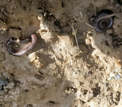 Cylindroiulus caeruleocinctus