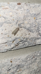 Pygarctia abdominalis