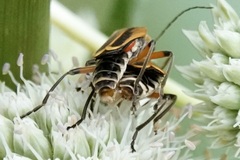 Chauliognathus marginatus