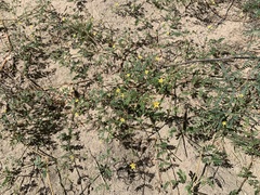 Kallstroemia californica