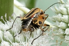 Chauliognathus marginatus