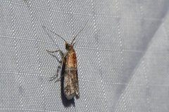 Moodna pallidostrinella