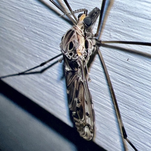 Giant Crane Fly photo 5