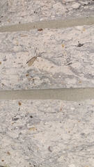 Pygarctia abdominalis