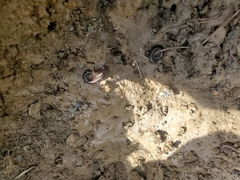 Cylindroiulus caeruleocinctus