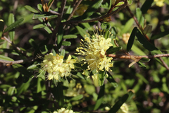 Phebalium graniticola