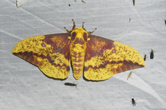 Eacles imperialis pini