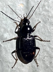 Platynini