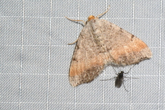 Macaria minorata