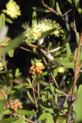 Phebalium graniticola