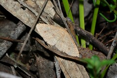 Epicyme rubropunctaria