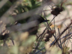 Diglossa carbonaria