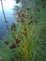 Juncus torreyi
