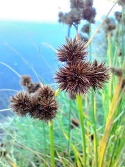 Juncus torreyi
