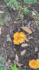 Cantharellus lateritius