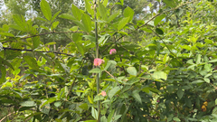 Macroptilium lathyroides