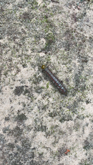 Anisota virginiensis