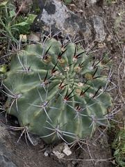 Eriosyce curvispina