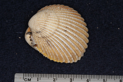 Vasticardium