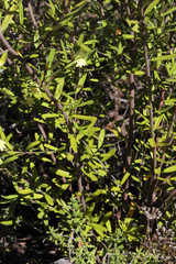 Phebalium graniticola