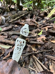 Staheliomyces cinctus