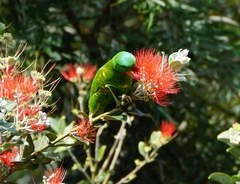 Trichoglossus chlorolepidotus