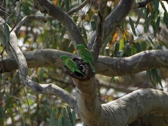 Trichoglossus chlorolepidotus