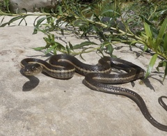 Thamnophis hammondii