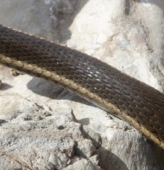 Thamnophis hammondii
