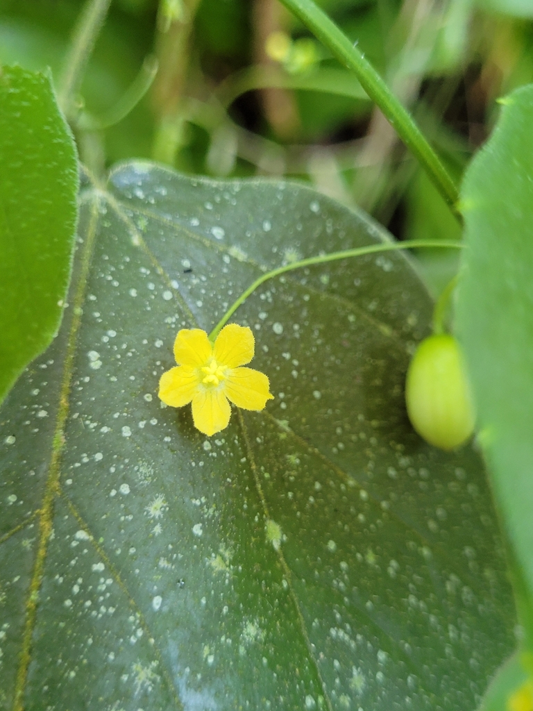 Scopellaria