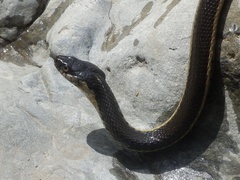 Thamnophis hammondii
