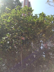 Osmanthus fragrans