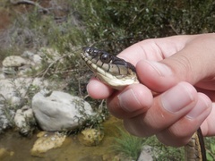 Thamnophis hammondii