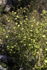 Phebalium graniticola