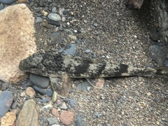 Hypentelium nigricans