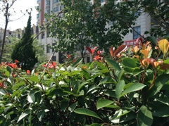 Photinia × fraseri