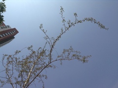 Ginkgo biloba