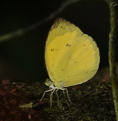 Eurema nicevillei