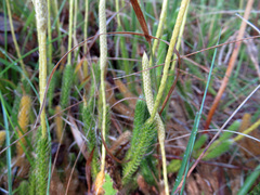 Lycopodiaceae