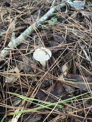 Austroboletus subflavidus